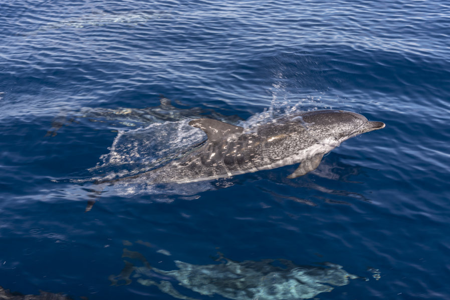 Delfin Moteado - Tenerife - islas Canarias - España 01 .jpg